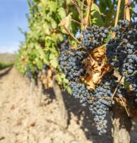 Visites des caves de La Rioja
