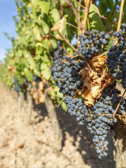 Visitas a bodegas de La Rioja